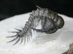 Well Preserved Crotalocephalus Africanus Trilobite #14676-2